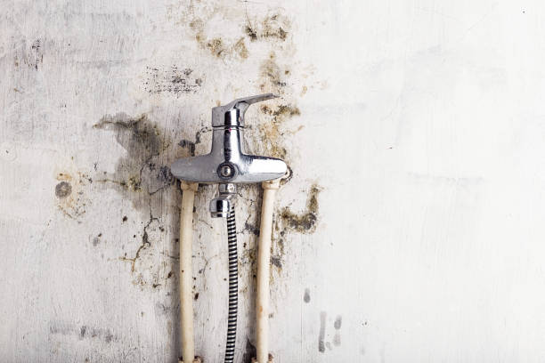 Best Mold Testing  in Cherry Creek, CO