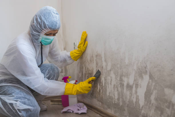 Best Mold Removal Process  in Cherry Creek, CO