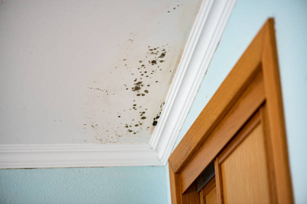 Best Commercial Mold Removal  in Cherry Creek, CO
