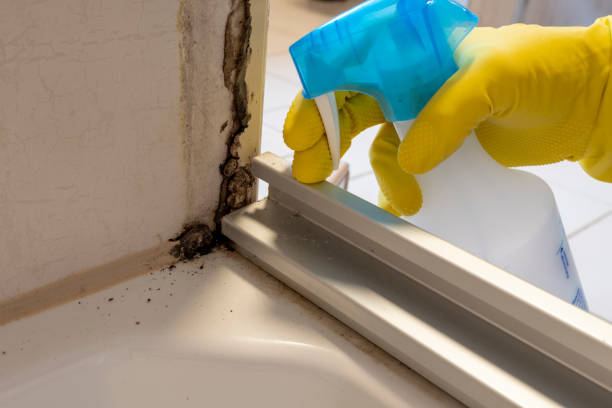 Best Certified Mold Removal  in Cherry Creek, CO