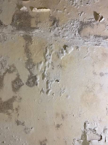 Best Attic Mold Removal  in Cherry Creek, CO