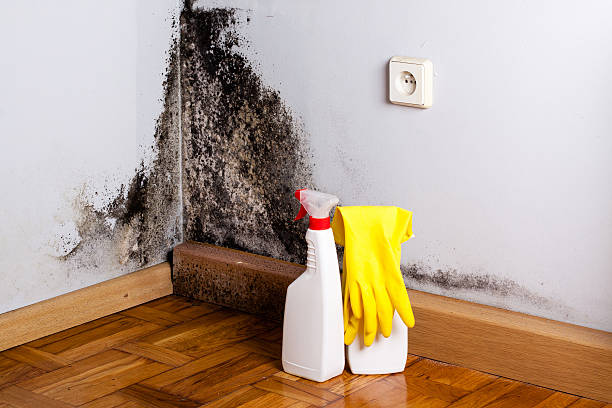 Best Mold Removal Company Near Me  in Cherry Creek, CO
