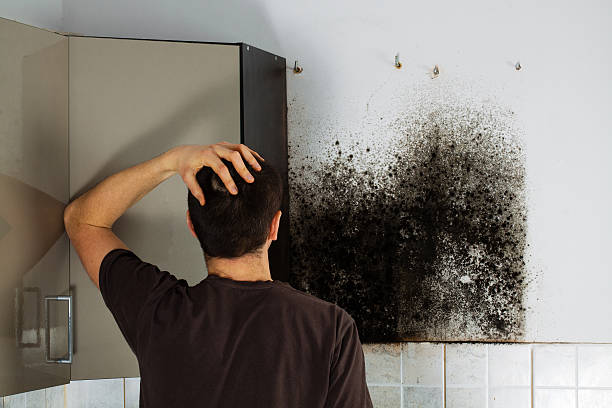 Best Mold Removal Near Me  in Cherry Creek, CO