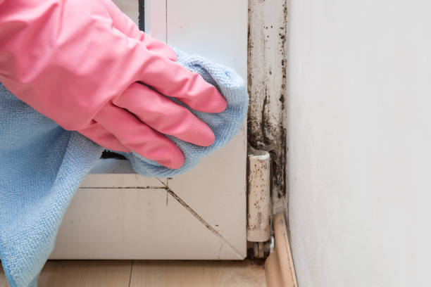 Best Mold Cleaning Services  in Cherry Creek, CO