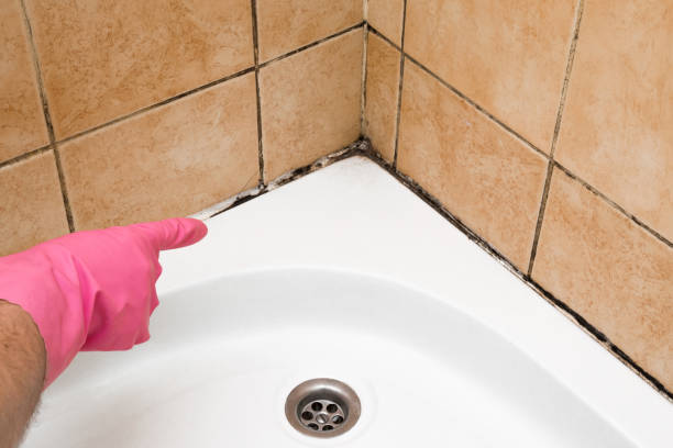 Mold Removal Process in Cherry Creek, CO